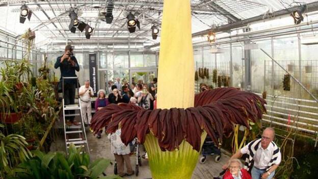 Florece en Australia una extraña flor de casi dos metros y olor a cadáver
