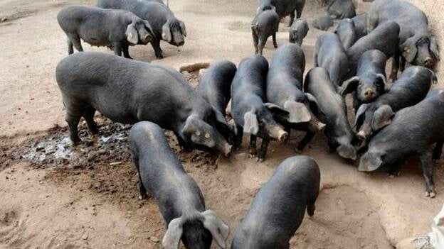 Lanzan la marca "Cordón negro canario" para promocionar el cochino negro