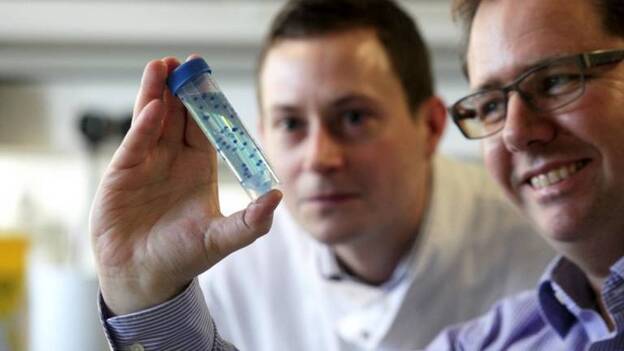 Las algas ofrecen una solución para el transporte de células madre y el tratamiento de heridas