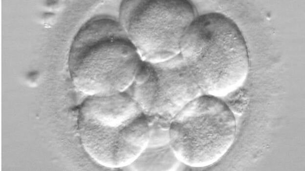 El Reino Unido autoriza la modificación genética de embriones humanos