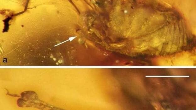 Hallan un pene de araña conservado en ámbar hace 99 millones de años
