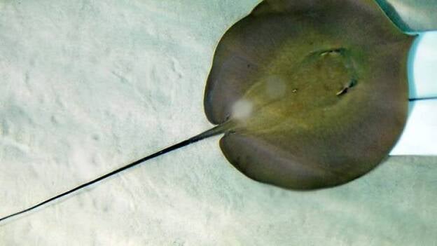 El Poema del Mar ya tiene sus primeras especies