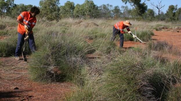 Preservativos ultrafinos y resistentes gracias a una hierba australiana