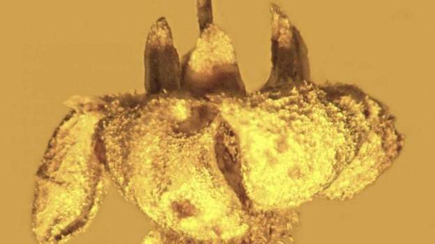 Científicos descubren una flor de millones de años en un ámbar desenterrado en República Dominicana