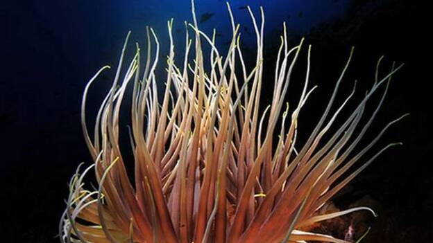 José Van Baumberghen, primer ganador del Open Fotosub Online con una anémona