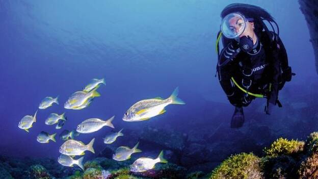 Convocan el I Concurso online de Fotografía Submarina del archipiélago