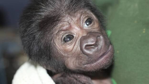 Primera gorila que nace por cesárea