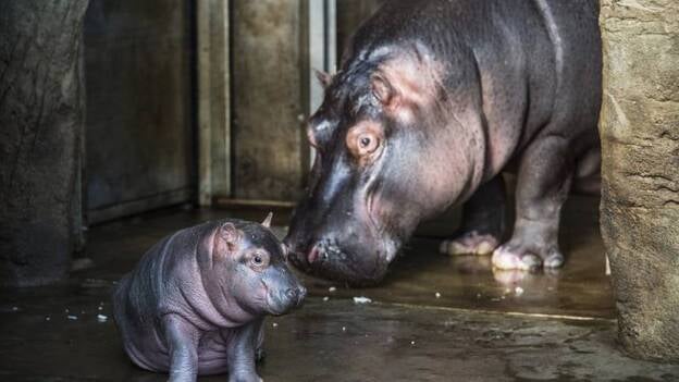 Nace un hipopótamo en el zoo de Praga