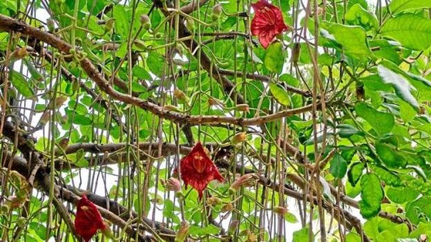 Manzanas y salchichas africanas
