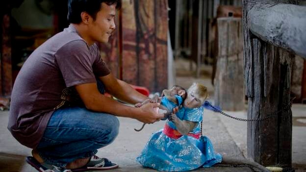 ¿Espectáculo o maltrato animal?