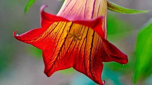 Más canario que un bicácaro