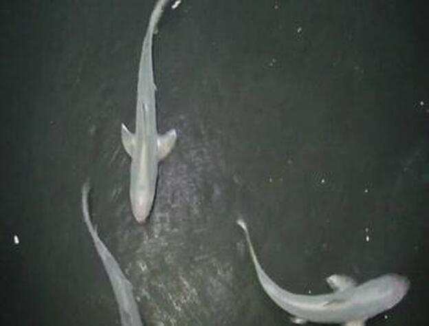 Pequeños tiburones para completar el acuario Poema del Mar
