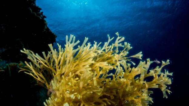 Jesús Yeray Delgado, vencedor de la mejor fotografía de febrero del Open Fotosub Online
