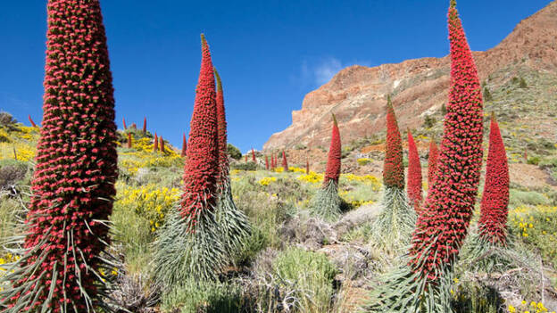 La primavera empieza el domingo a las 03.30 horas
