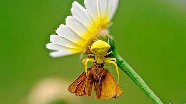 Bienvenidos a la primavera