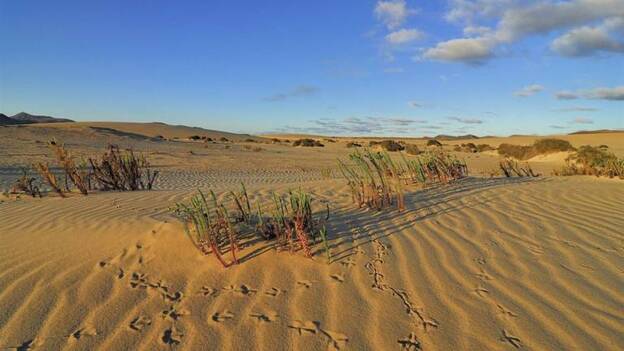 La revista 'Focus' dedica un reportaje a Fuerteventura como destino de moda