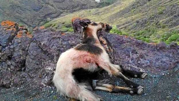 Batida de cabras asilvestradas en Inagua, Guguy y Tamadaba