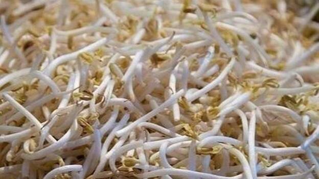 Las isoflavonas de soja también mejoran el metabolismo intestinal de mujeres postmenopáusicas