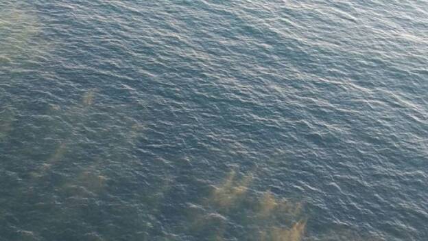 Localizan manchas de algas kilométricas en aguas al sureste de Maspalomas
