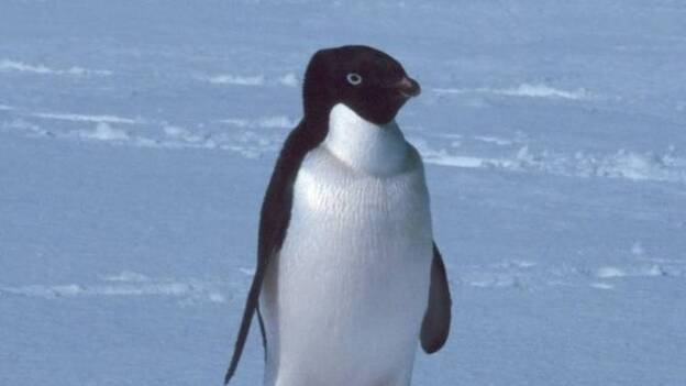 Científicos detectan por primera vez garrapatas en pingüinos de la Antártida y culpan al calentamiento global