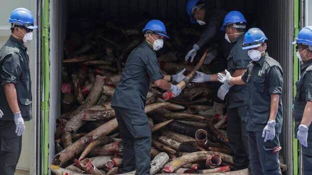 Malasia destruye casi 10 toneladas de marfil africano ilegal