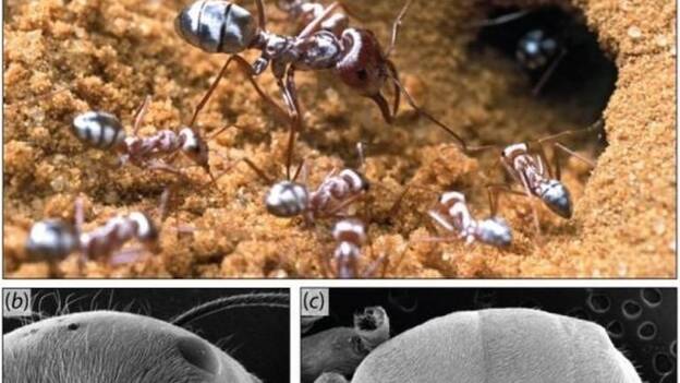 Hormigas del Sáhara reflejan por completo la luz solar con sus pelos