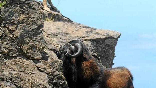 El Cabildo estudia denunciar los "ataques" a la batida de cabras