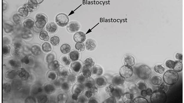 Una misión científica china consigue desarrollar embriones en el espacio