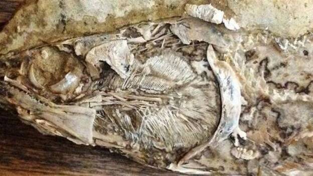 Recuperado el primer corazón fósil de un animal prehistórico