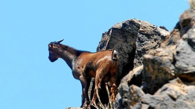 140 cabras abatidas de más de 400 vistas a principios de abril