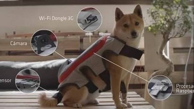 Desarrollan 'The Posting Tail', un dispositivo que interpreta los momentos de felicidad de los perros