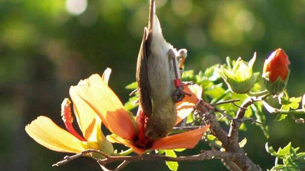 Las flores de Canarias eligieron que mejor las polinizaran las aves