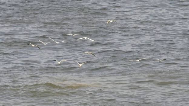 Turcón insta al Seprona a tomar muestras del vertido de Jinámar