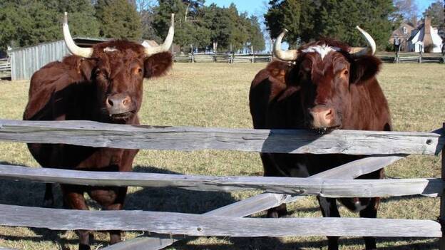 Identifican 58 proteínas relacionadas con el proceso de fecundación