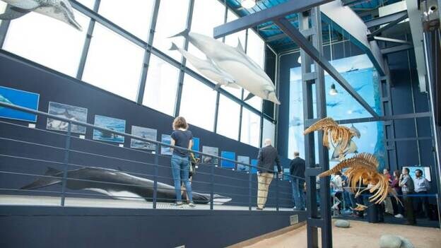 Nuevo espacio de cetáceos en el Museo Elder