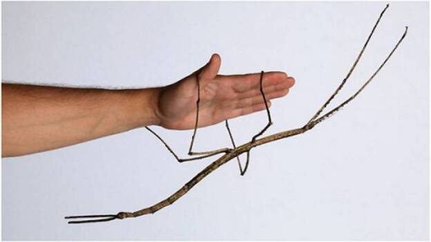 Descubren en China el insecto más largo del mundo, de 62,4 centímetros