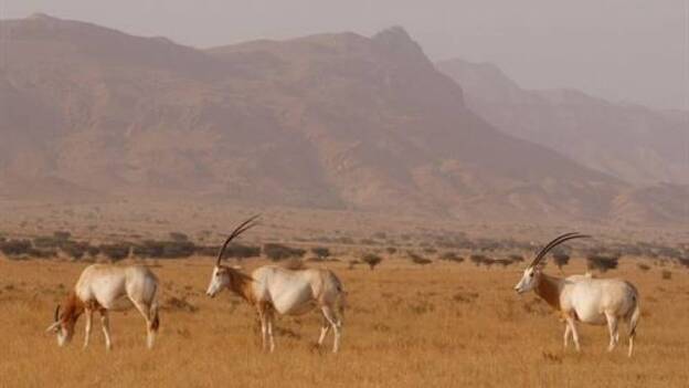 El antílope africano del Sáhara está al borde de su extinción inminente