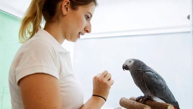 Un estudio constata que los loros tienen la misma inteligencia que los monos