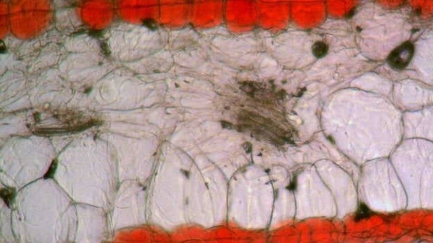 Principios ópticos rigen la coloración de las flores