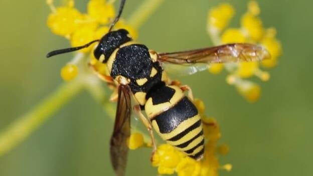 Las alergias a avispas y abejas causan 15 muertes al año, y la peor época es en verano y primavera