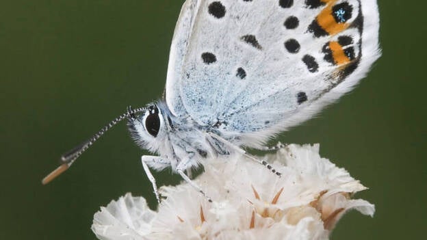 Canarias "necesita mejorar" en protección de la naturaleza, según WWF