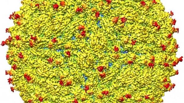 La Cámara de Representantes de EEUU aprueba un presupuesto de 554 millones para controlar la propagación del zika