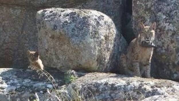 Confirmadas dos nuevas camadas de linces nacidas en estado salvaje en los Montes de Toledo