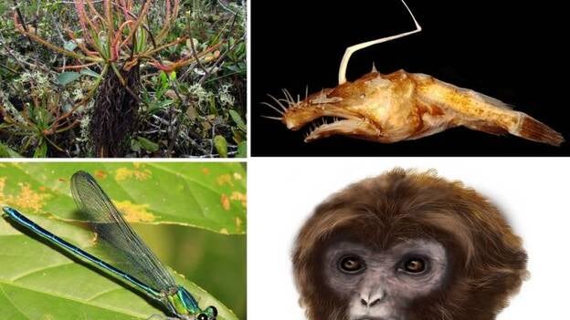 Un mono hallado en España y una planta descubierta por Facebook, "Top Ten" de especies