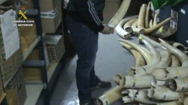 Incautados 74 colmillos de elefante africano en Madrid