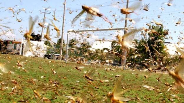 Plagas de langostas, pertinaz devoradora de cultivos a lo largo de historia