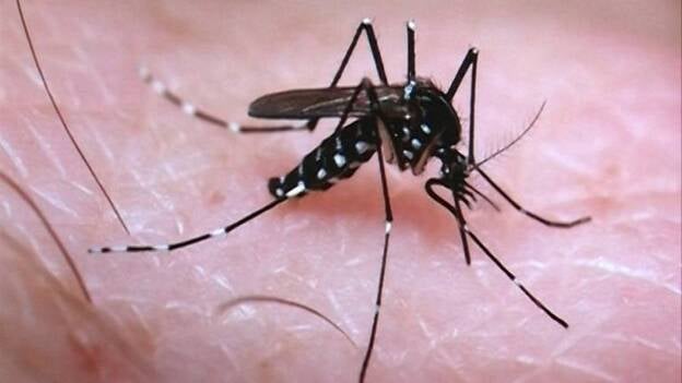 Una de las embarazadas con el virus zika da a luz en Cataluña a un bebé sin malformaciones