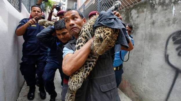 Hallan un leopardo salvaje en una vivienda en Nepal
