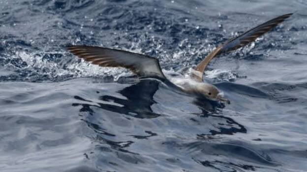 Más de un tercio de las aves marinas conocidas sufre algún tipo de amenaza, según SEO/BirdLife