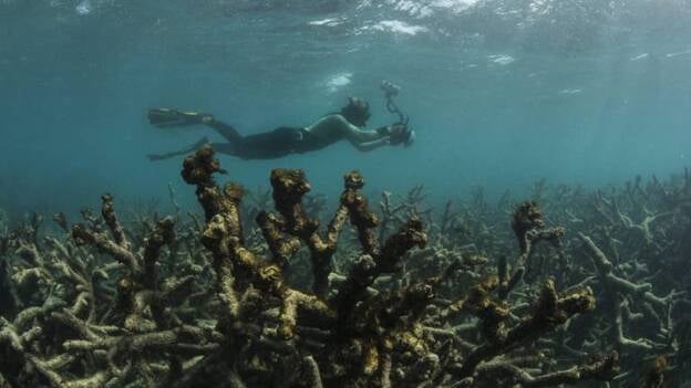 Los arrecifes de coral, víctimas de la sobrepesca y la contaminación